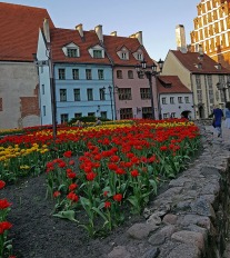 Riga tulips ed